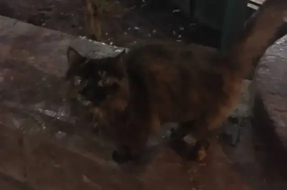 Найдена кошка у метро Новослободская