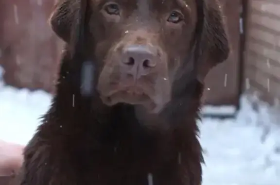 Пропала собака породы Лабрадор в Оренбурге на Пролетарской улице