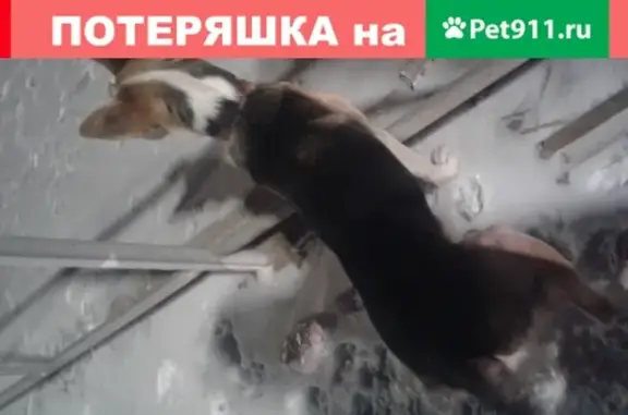 Собака в рыжем ошейнике на остановке ЖК Комарово