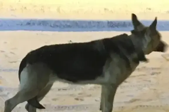 Собака найдена на Дальневосточном проспекте, Санкт-Петербург