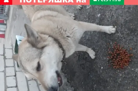 Найдена собака на Удмуртской улице в Н.Новгороде