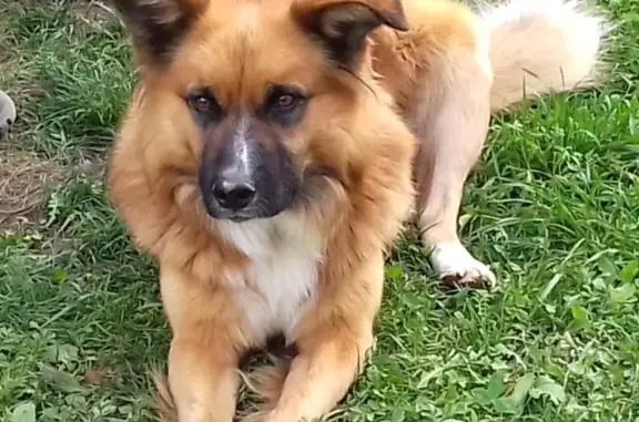 Пропала собака в Брехово, Московская область