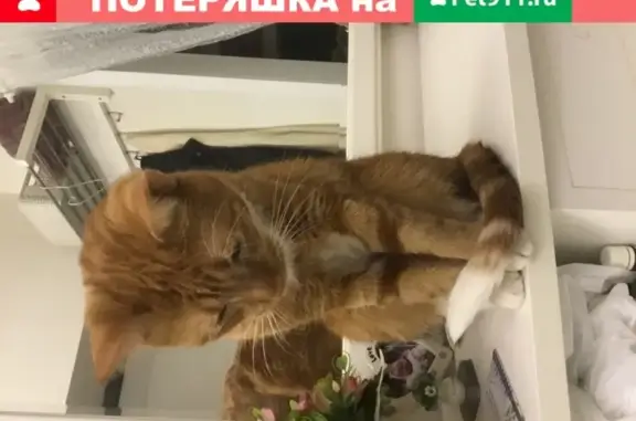 Найдена кошка, Санкт-Петербург, фото: Кошка идеальна: СПб, ул. Асафьева 12к1