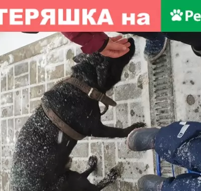 Собака Лабрадор найдена в Щёлково на Краснознаменской, 17к4