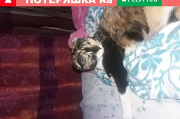 Найдена ласковая кошка на Киргизской улице