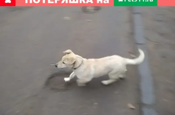 Найдена собака в Александровке, пр-т 40-летия Победы, 69/4.