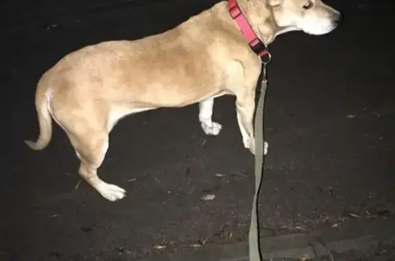 Найденные животные Александровская, фото: Найдена домашняя собака в Пушкинском районе СПб