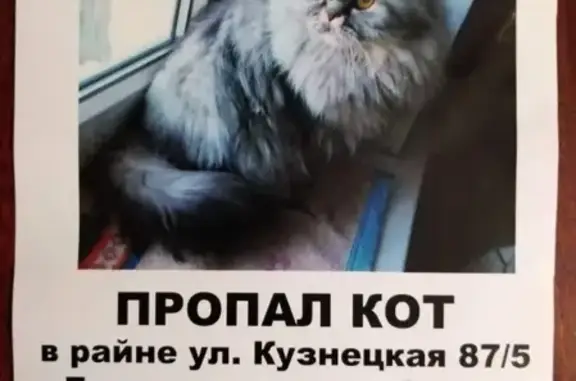 Пропала кошка Шотландец на улице Кузнецкая, Волгоград