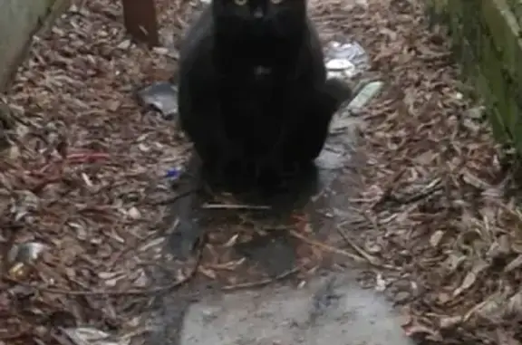 Кошки потеряшки, Владимир, фото: Потеряшка котенок на ул. Безыменского 11б, Владимир