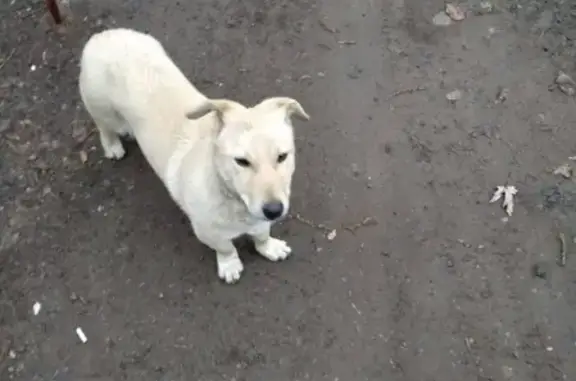 Найдена собака в Александровке, ост. Премьера (Калинина) после Нового Года