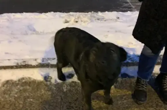 Найдена ласковая собака около метро Озёрная