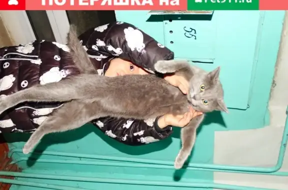 Кошка на ул. Пискунова, Иркутск, Россия