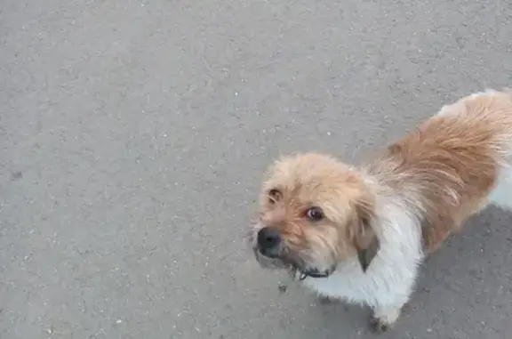 Найдена собака в Краснодаре, Глен оф имаал терьер