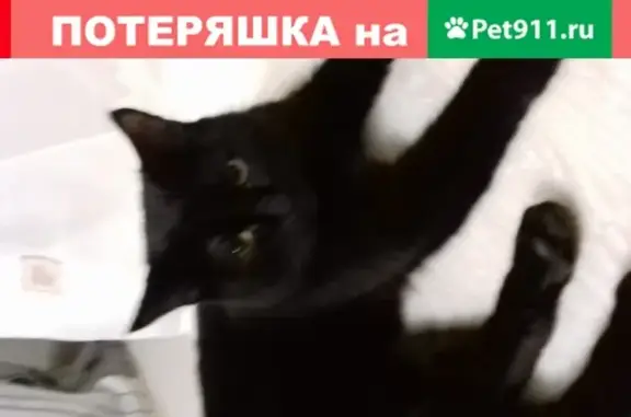 Найден черный кот на ул. Краснофлотцев в Екатеринбурге