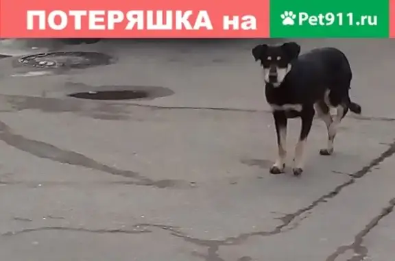 Найдена собака на ул. Красных Партизан в Краснодаре