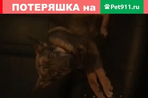 Найдена собака в Жостово, Московская область