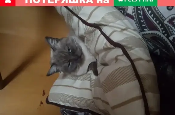 Пропала кошка в Энгельсе, Саратовская область