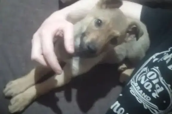 Собака найдена в Златоусте, возраст около 2 месяцев, порода неизвестна