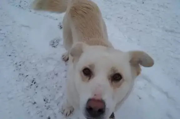 Собака с ошейником найдена в Домодедово