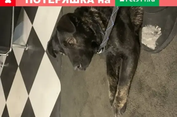 Найдена собака в районе метро Озёрная