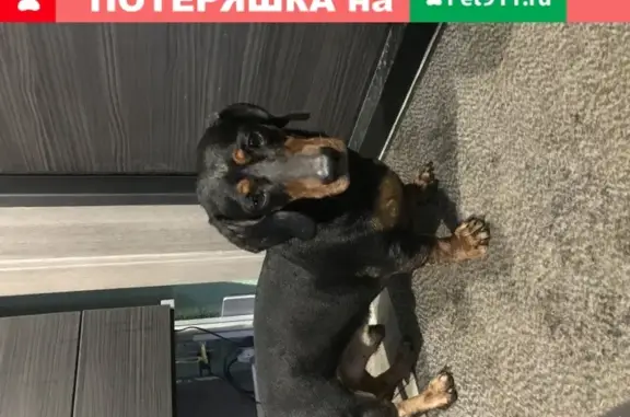 Собака Такса найдена в Красноярске