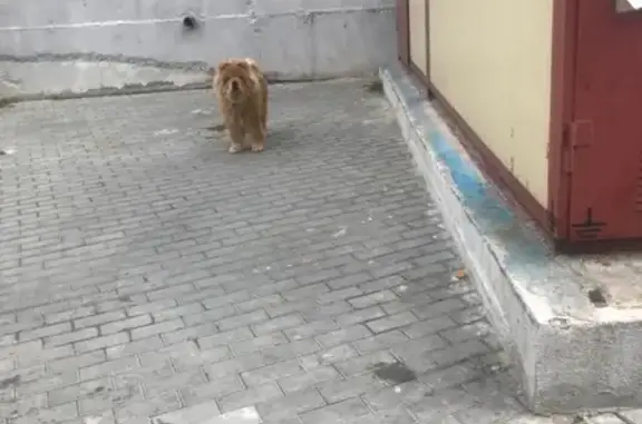 Собака Чау чау в Севастополе найдена