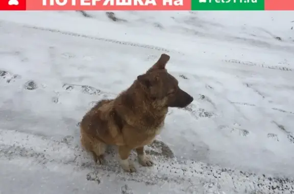 Найден молодой пес в Дядьково, Рязанского р-она