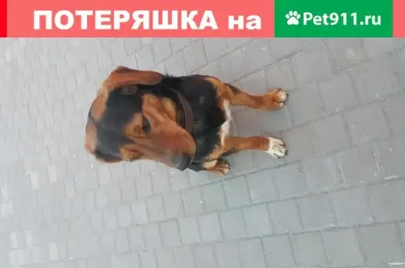 Найден молодой пес на ул. Ракитная, 164