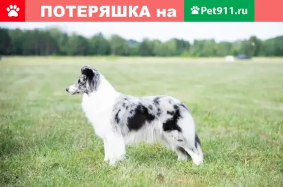 Пропала собака породы шелти в Сергиевом Посаде