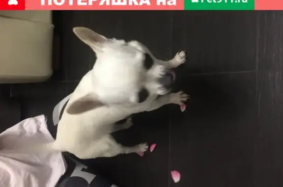 Пропала собака Чиуахуа в Домодедово