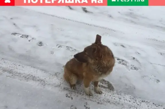 Найден ярко-рыжий пес в Рязани.