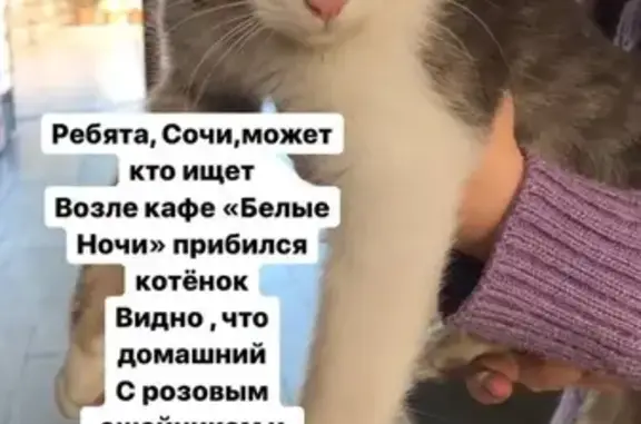 Найден котёнок с розовым ошейником в Сочи, ул. Пасечная, 22.