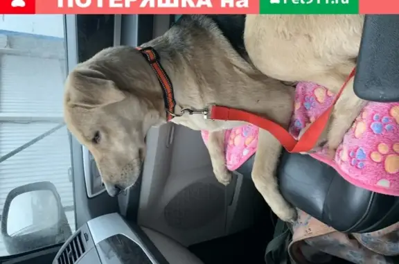 Найдена собака в Москве с приметой.