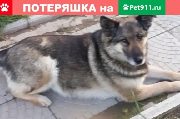 Пропала собака в Мишково, Витебск, Беларусь