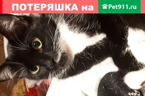 Кошки потеряшки, Санкт-Петербург, фото: Потеряшка кошка на улице Здоровцева, СПб, 1,5 года, боится людей.