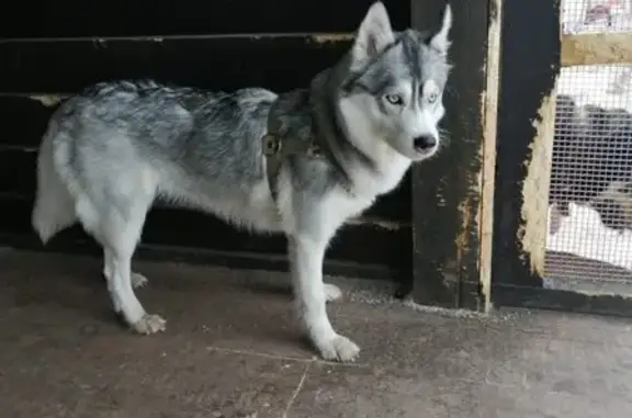 Собака найдена в Красноярске