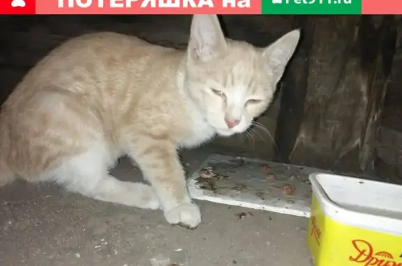 Найден рыжий кот около ДК Горького, ул. Богдана Хмельницкого, 40