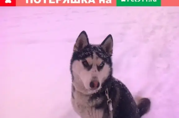 Найдена собака породы Сибирский хаски в Центральном парке