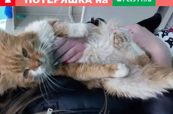 Найден кот на ул. Советской, Тула.