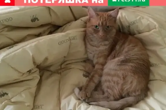 Пропала домашняя рыжая кошка на ул. Калинина-Энгельса, Краснодар