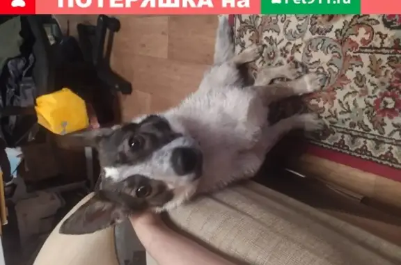 Найдена собака на пр-кт Красноармейский, Барнаул