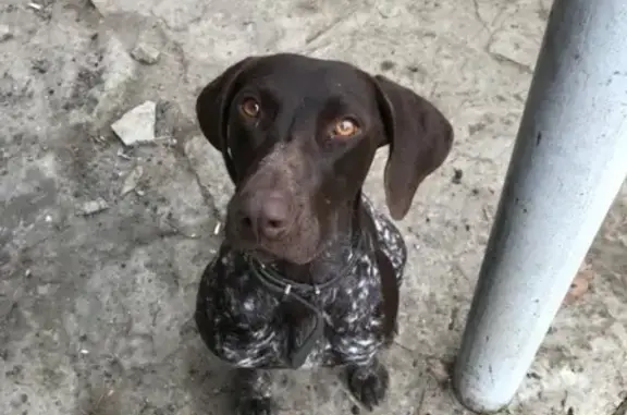 Пропала собака Моня, Славянск-на-Кубани, тел. +79184435748