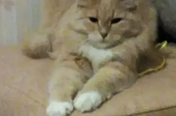 Кошки потеряшки, , фото: Потеряшка кошка на Фрунзе 37, Тольятти