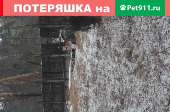 Найдена собака в селе Сельцы, Рязанская область