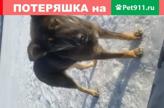 Собака найдена на улице Набережной, Самара