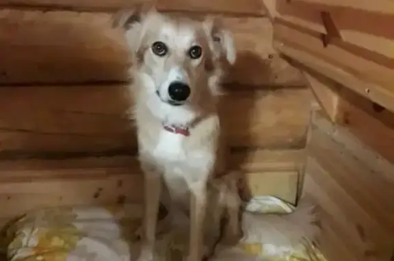 Пропала собака в С. Сокурах, откликается на имя Алиса