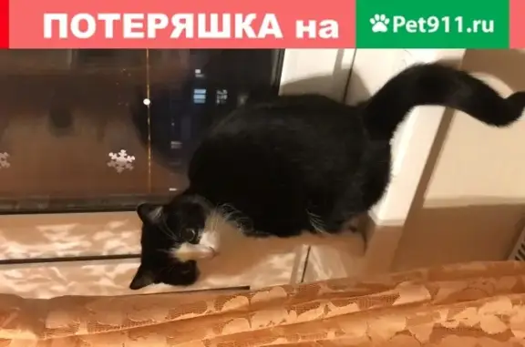 Пропала кошка в Москве: черно-белая, домашняя и ласковая