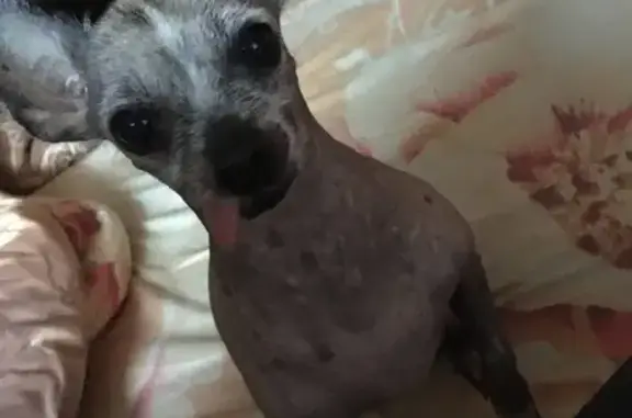 Собаки потеряшки, Старый Оскол, фото: Потеряшка китайская хохлатая на ул. Студенческий, Старый Оскол