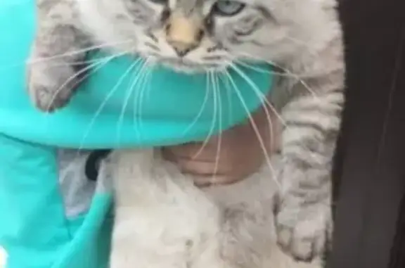 Кошки потеряшки, Быково, фото: Потеряшка кот Лева на улице Щорса, Быково