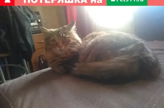 Потерянные животные Москва, фото: Пропала кошка на Туристской 23с1
